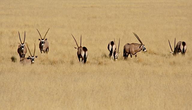 065 Namib Desert, namibrand nature reserve, oryxen.JPG